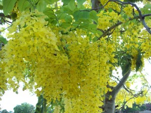Cây muồng hoa yến - Công Ty TNHH Sinh Vật Cảnh Vườn Xanh